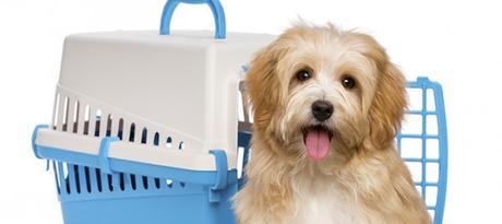 El transportín: un gran aliado