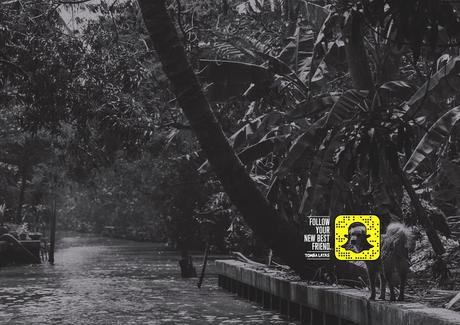 Snapchat para encontrar hogar a perros abandonados