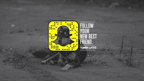 Snapchat para encontrar hogar a perros abandonados