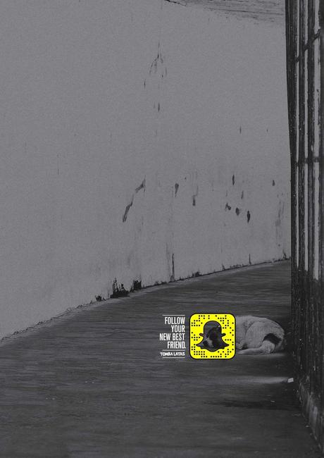 Snapchat para encontrar hogar a perros abandonados