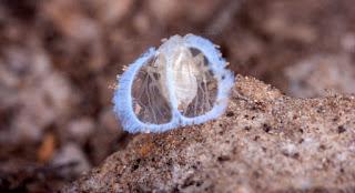 El hada de los bosques subterráneos