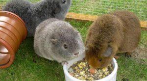 Que-comen-las-cobayas-3