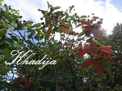 TRUFFES AUX CAROTTES ET NOIX DE COCO / CARROT COCONUT TRUFFLES / TRUFFAS DE ZANAHORIA Y COCO / حلوة خيزو(الجزر) و الكوك