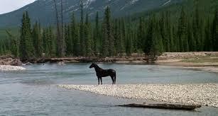 VALOR DE LA AMISTAD, EL (Mustang Country) (USA, 1976) Aventuras