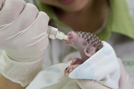 El Pangolin, un Pokemon del mundo real