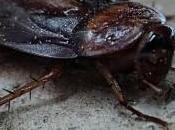 ¿Por difícil acabar cucarachas?