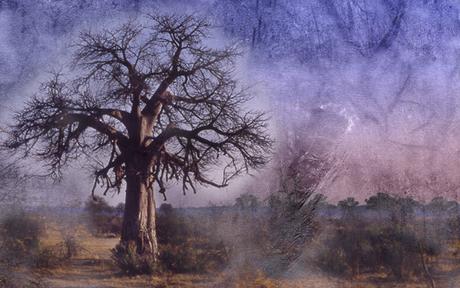 Arboreo 19 - Agosto 19