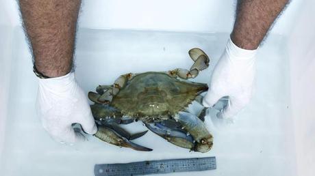 El cangrejo azul americano