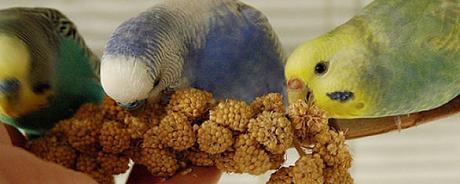 que-alimentos-comen-los-periquitos-australianos-2