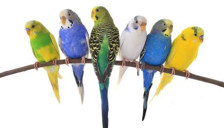 que alimentos comen los periquitos australianos