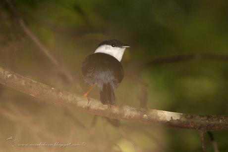 Bailarín blanco (White-bearded Manakin) Manacus manacus