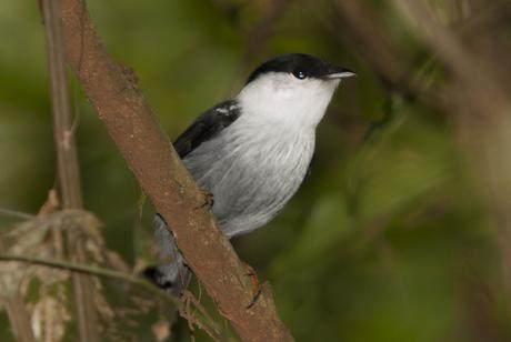 Bailarín blanco (White-bearded Manakin) Manacus manacus
