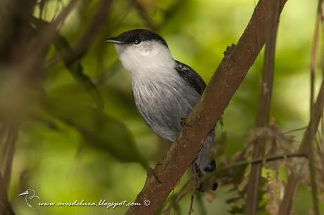 Bailarín blanco (White-bearded Manakin) Manacus manacus