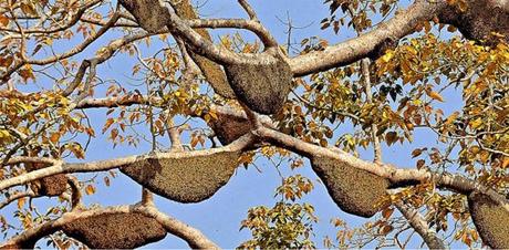 ENJAMBRES DE APIS DORSATA - SWARMS OF APIS DORSATA.