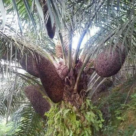 ENJAMBRES DE APIS DORSATA - SWARMS OF APIS DORSATA.