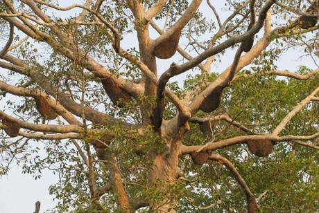 ENJAMBRES DE APIS DORSATA - SWARMS OF APIS DORSATA.