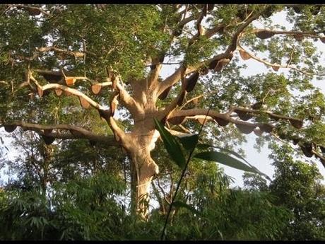 ENJAMBRES DE APIS DORSATA - SWARMS OF APIS DORSATA.