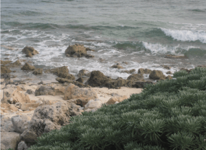 Excursión a Cozumel Excursión a Cozumel