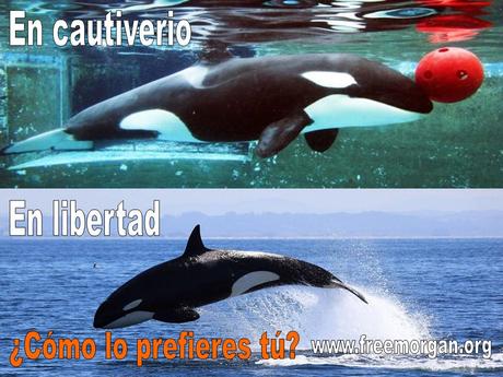 Sobre viviendo si yo puedo tu puedes