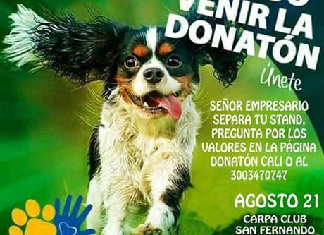 Donatón por los animales en Cali Donatón por los animales en Cali