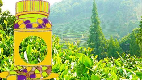 pastillas naturales para adelgazar con té verde té verde en capsulas