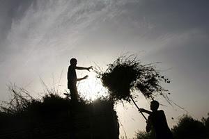 Google y la FAO lanzan una alianza para el desarrollo sostenible