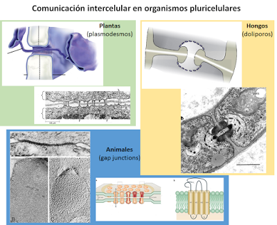 Adquisición de la organización tisular