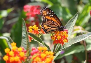 Mariposas como atractivo en agora