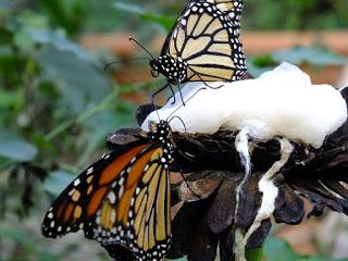Mariposas como atractivo en agora