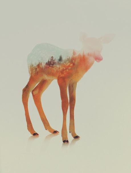 Noruega sobre animales