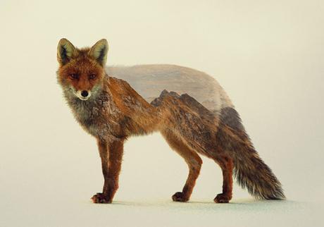 Noruega sobre animales