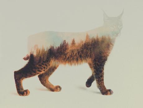 Noruega sobre animales