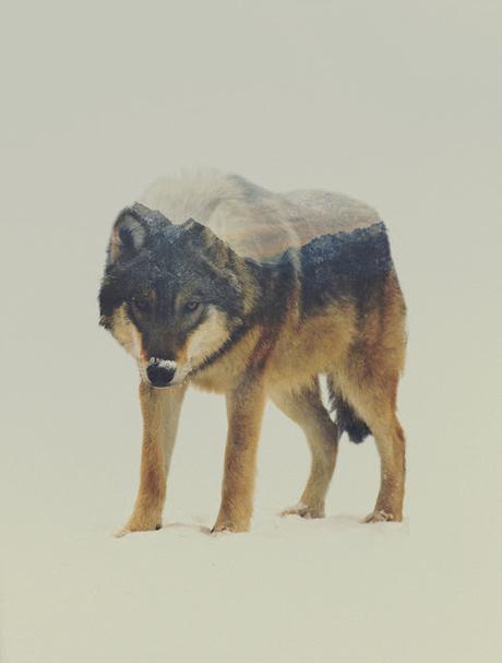 Noruega sobre animales