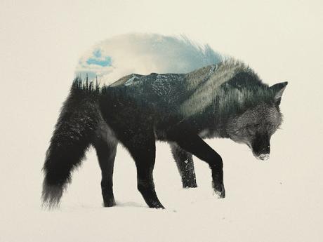 Noruega sobre animales