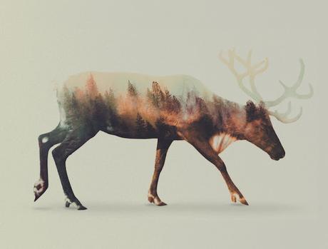 Noruega sobre animales