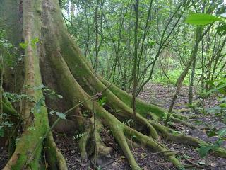 SAFARI POR EL CHITWAN NATIONAL PARK, EL LIBRO DE LA SELVA