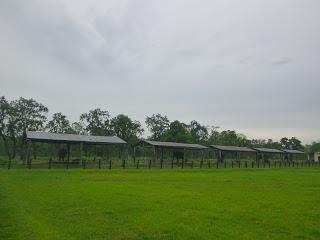 SAFARI POR EL CHITWAN NATIONAL PARK, EL LIBRO DE LA SELVA