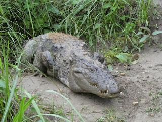SAFARI POR EL CHITWAN NATIONAL PARK, EL LIBRO DE LA SELVA