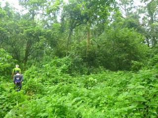 SAFARI POR EL CHITWAN NATIONAL PARK, EL LIBRO DE LA SELVA