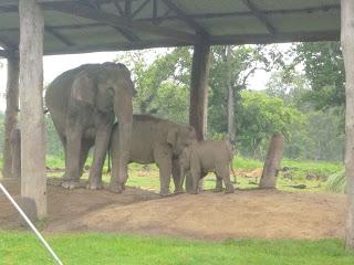 SAFARI POR EL CHITWAN NATIONAL PARK, EL LIBRO DE LA SELVA