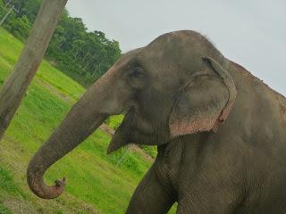 SAFARI POR EL CHITWAN NATIONAL PARK, EL LIBRO DE LA SELVA