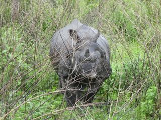 SAFARI POR EL CHITWAN NATIONAL PARK, EL LIBRO DE LA SELVA