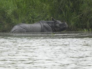 SAFARI POR EL CHITWAN NATIONAL PARK, EL LIBRO DE LA SELVA