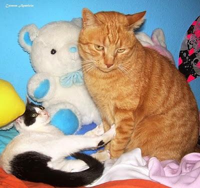 Mis fieles amigos se han dormido