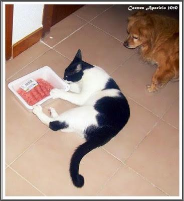 Mis fieles amigos se han dormido