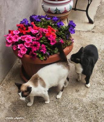 Mis fieles amigos se han dormido