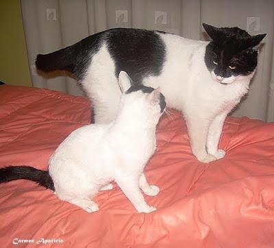 Mis fieles amigos se han dormido