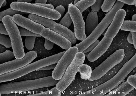 Científicos de Harvard hackean una bacteria para simplificar su genoma.