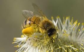 IMÁGENES DE ABEJAS CON POLEN - BEE POLLEN IMAGES