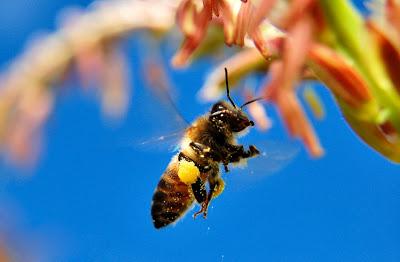 IMÁGENES DE ABEJAS CON POLEN - BEE POLLEN IMAGES